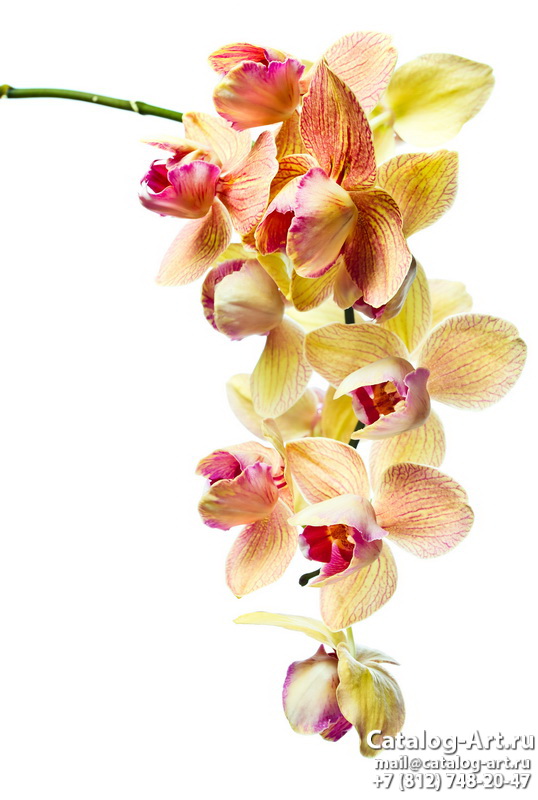 Натяжные потолки с фотопечатью - Желтые и бежевые орхидеи 26